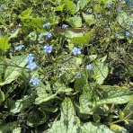 Brunera veľkolistá (Brunnera macrophylla) ´SILVER SPEAR´ - kont. C1,5L